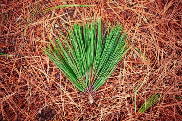 How to Dry Pine Needles Quickly for Crafts and Decor Ancestor Altars