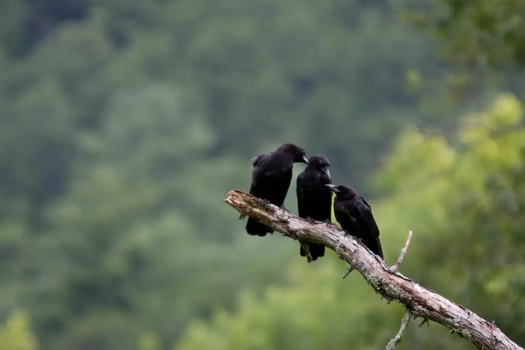 What Do 3 Crows Mean Spiritually