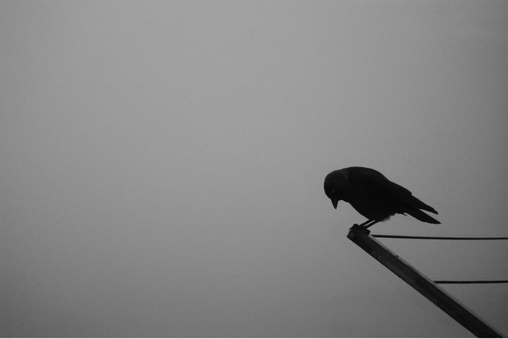 What Does Counting Crows Mean A Friendly Guide Ancestor Altars