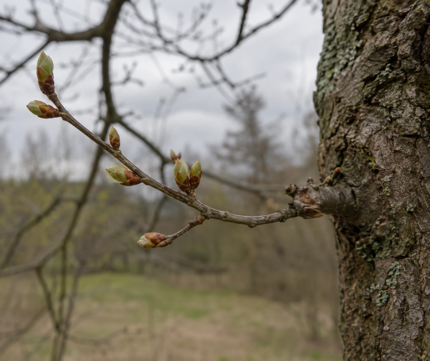 Buds on a branch attached to a living tree.