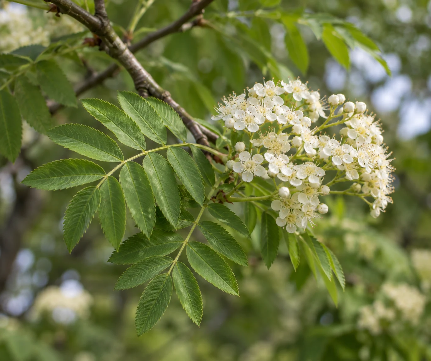 Living branch with a toothed compound leaf and a cluster of cream flowers.