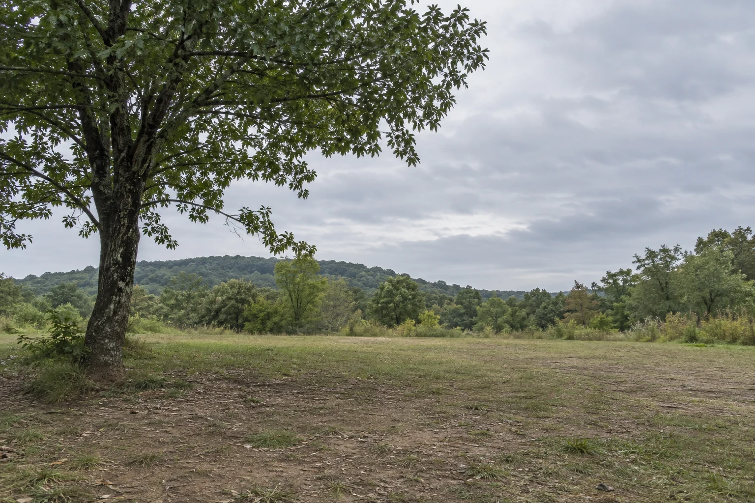 An empty outdoor clearing beside a tree on an overcast day.