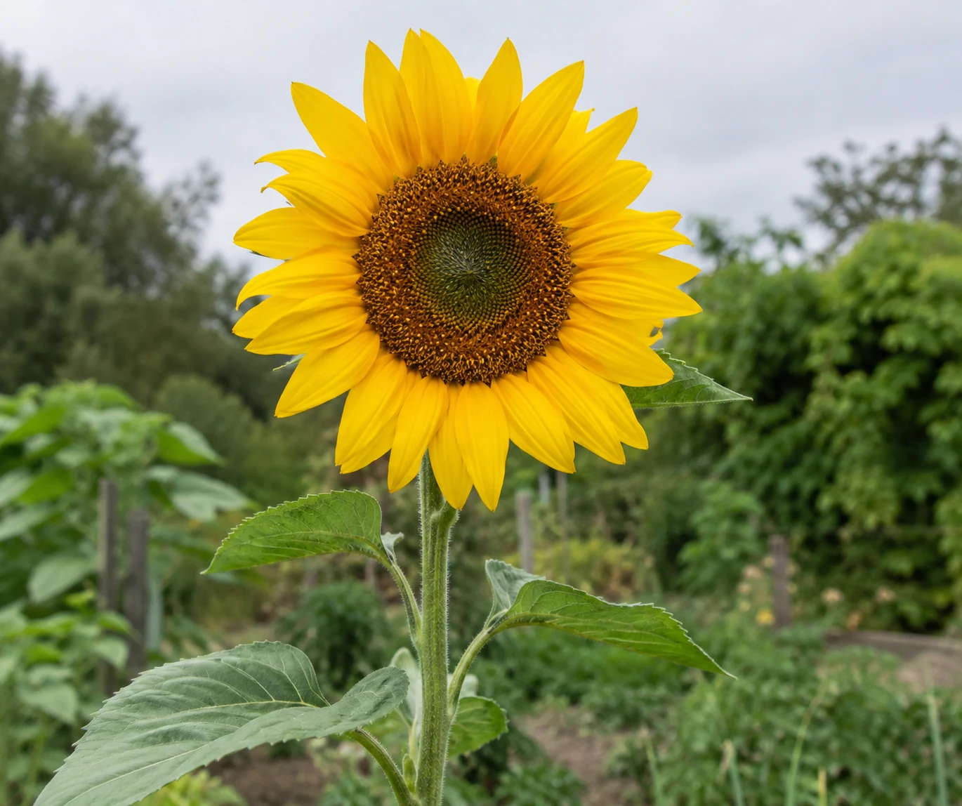Yellow sunflower bloom on a leafy stem in a garden.