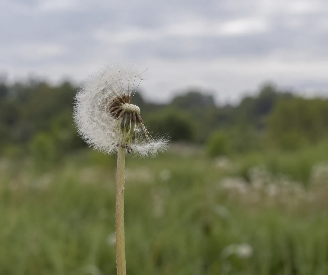 Dandelion seed head with a gap among its remaining seeds.