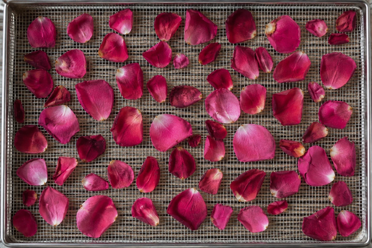 Rose petals spread in a single, spaced layer on a mesh drying tray.