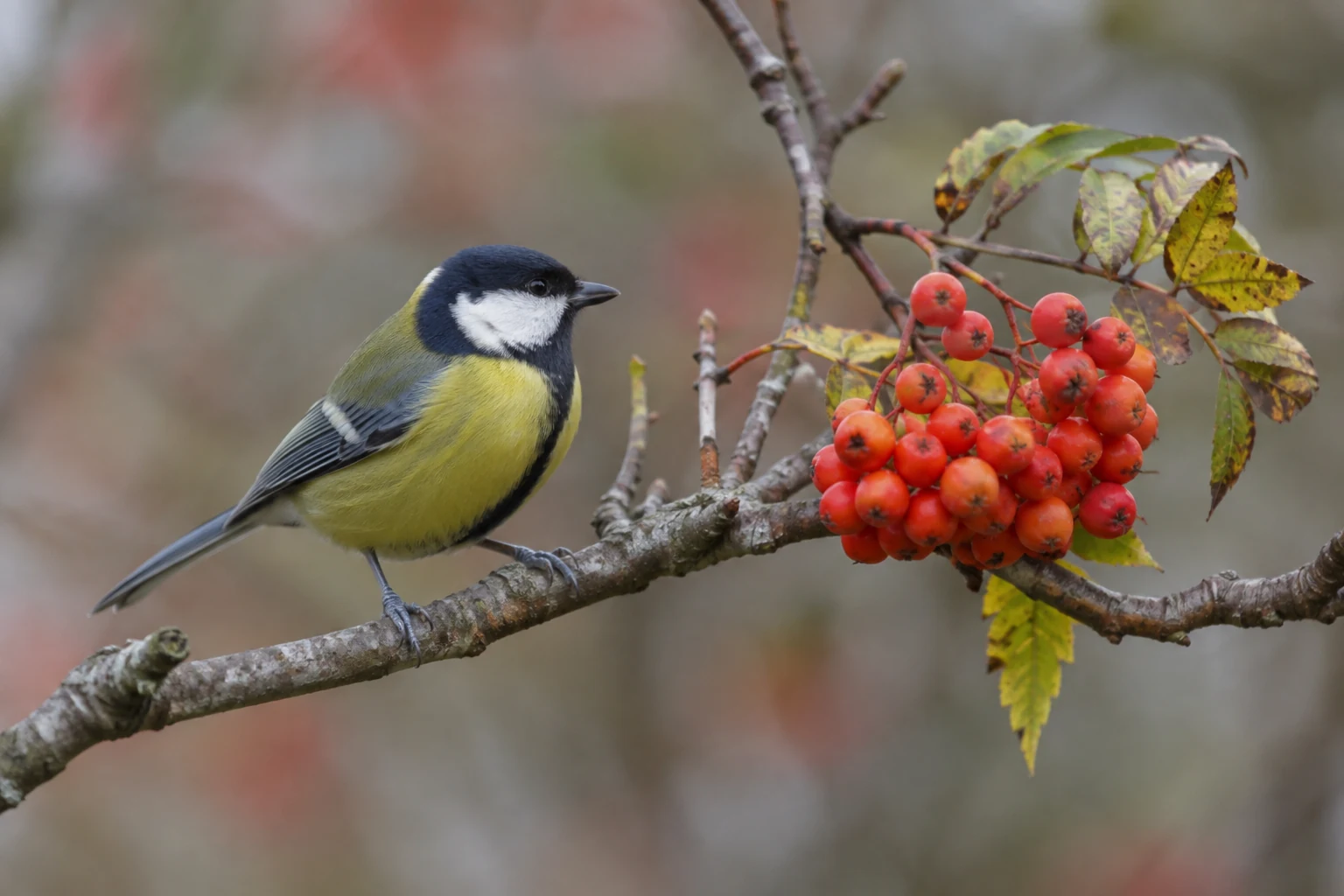 Small bird perched beside a cluster of red-orange berries on a tree branch.