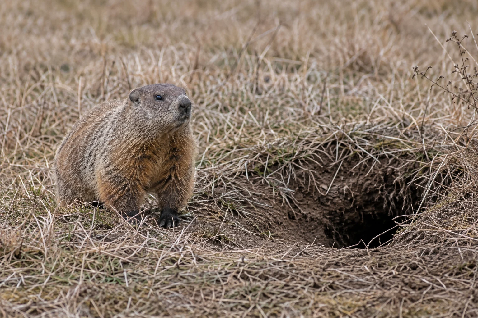 Groundhog standing beside a burrow entrance in winter-brown grass.