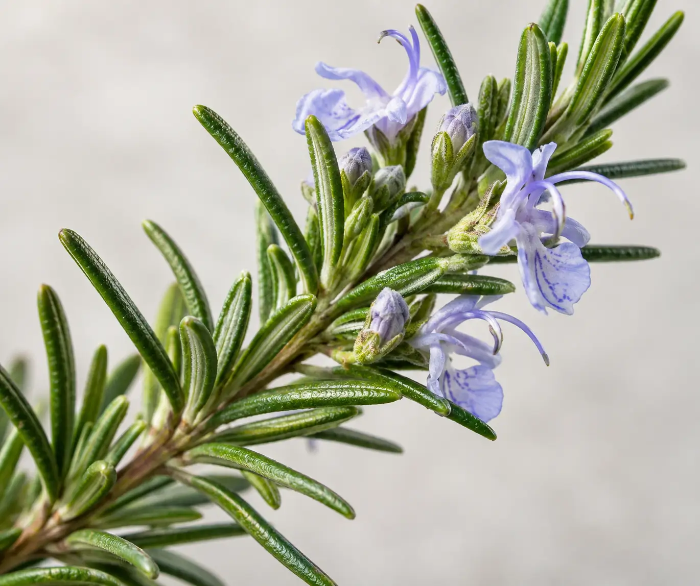 Close view of a fresh rosemary stem with narrow leaves and pale blue flowers.