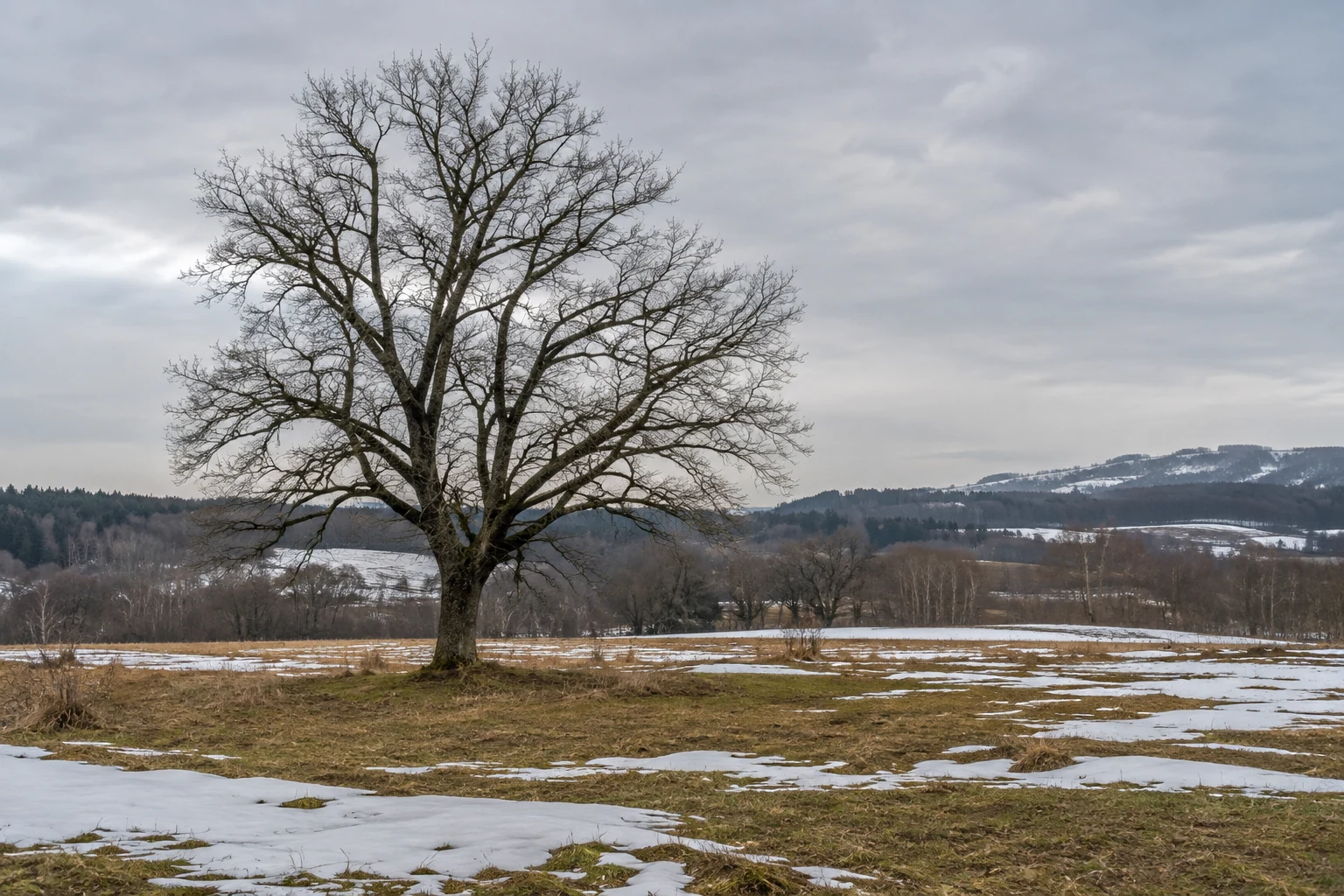 Bare tree in a field with patches of snow and exposed grass.
