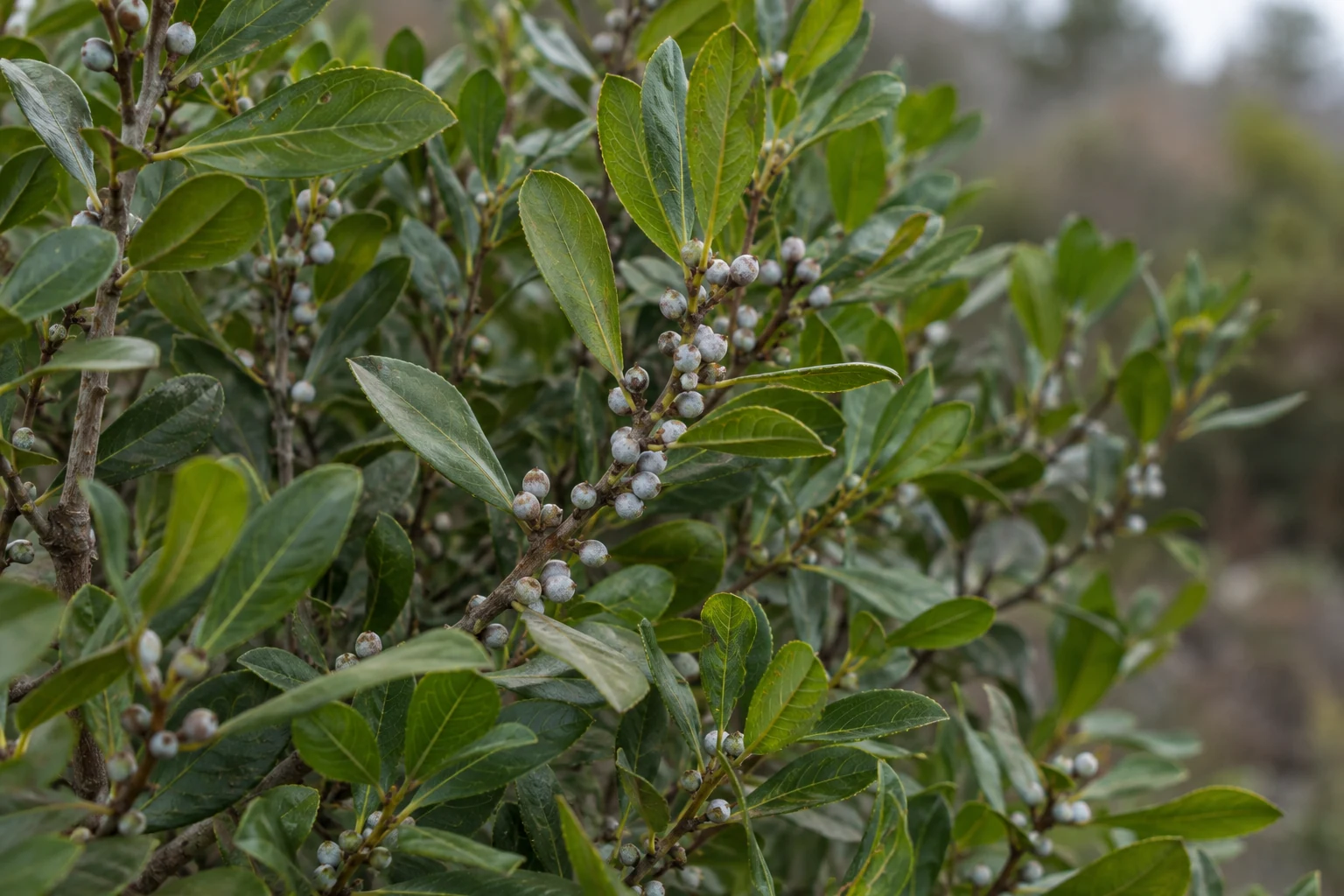 Leafy bayberry shrub with small gray berries clustered close to its branches.