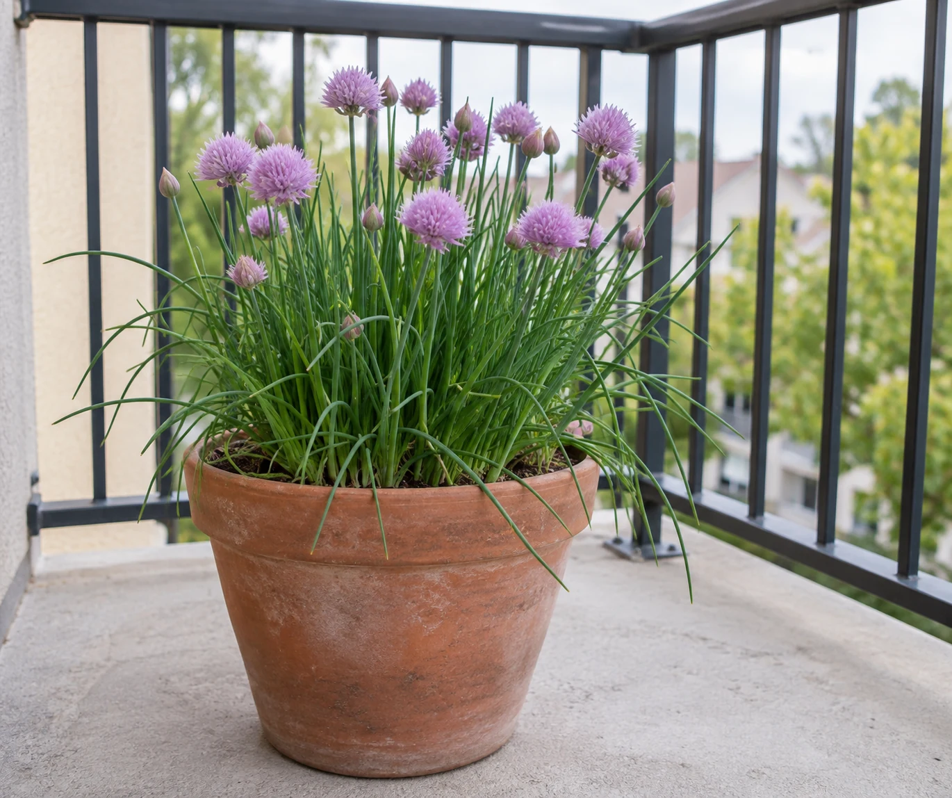 Flowering chives in a pot on a small balcony.