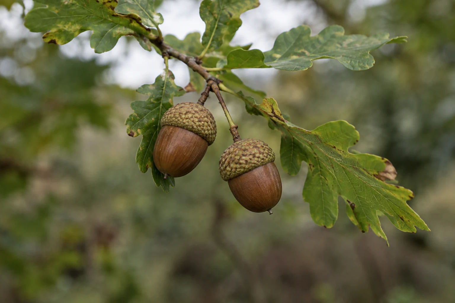 Two acorns hanging from a leafy oak twig outdoors.