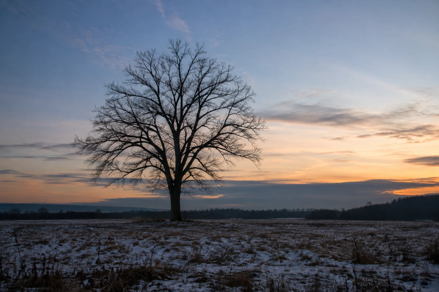 A leafless tree stands in an open field beneath a dim winter sky.