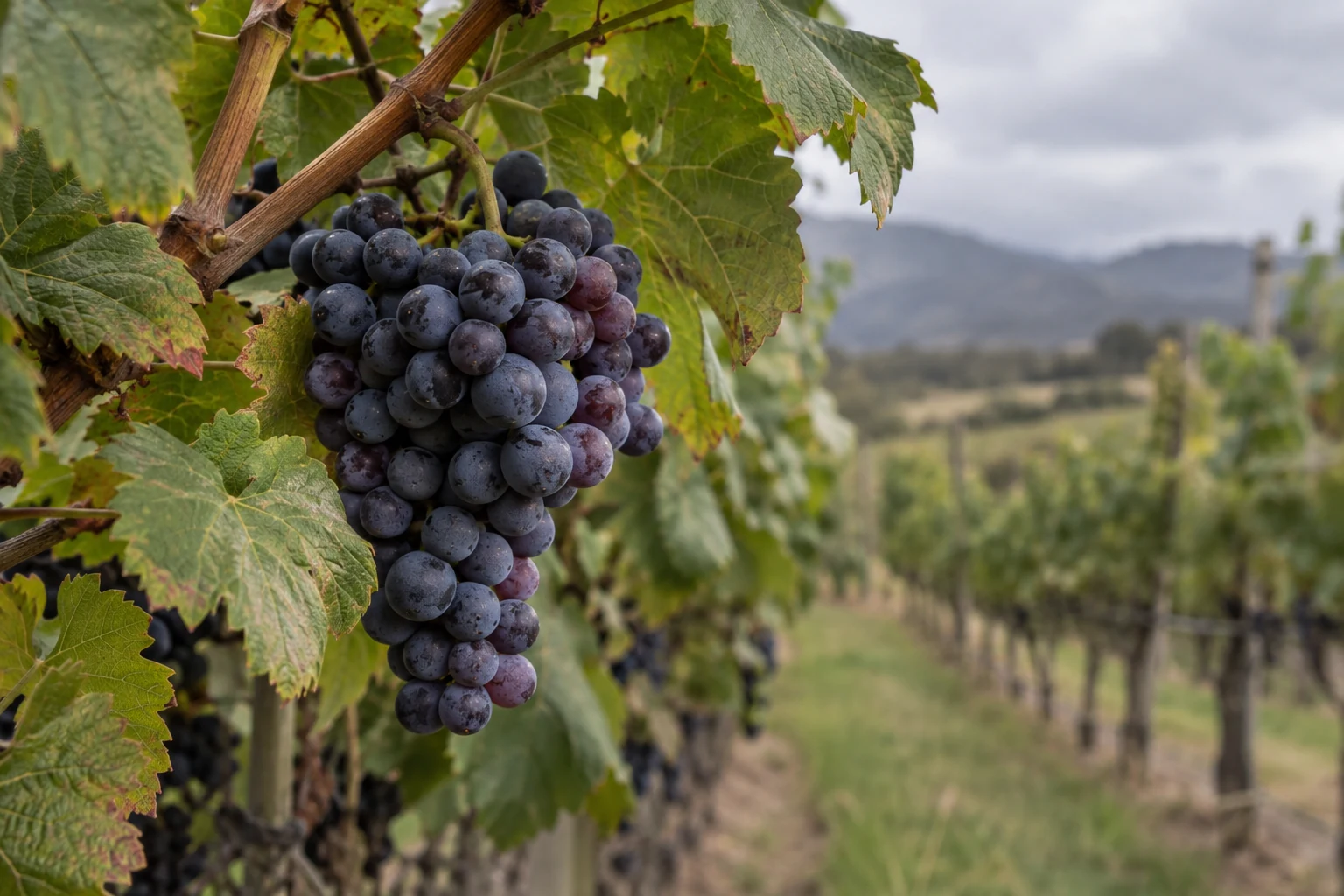 A ripe grape bunch hangs from a leafy vine, with vineyard rows behind it.