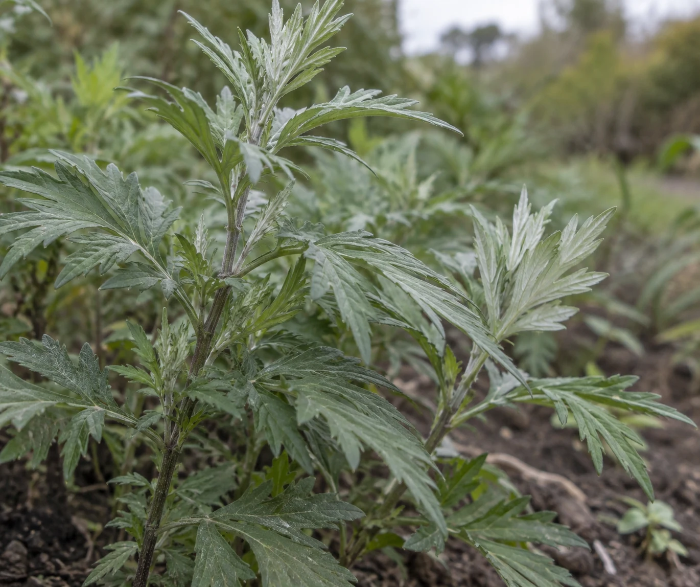 Leafy plant growing outdoors, with green leaves and pale leaf undersides.