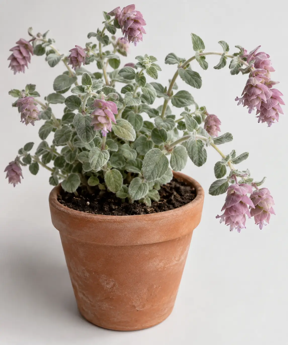 Cultivated dittany of Crete with woolly rounded leaves and pink-purple bracts in a clay pot.
