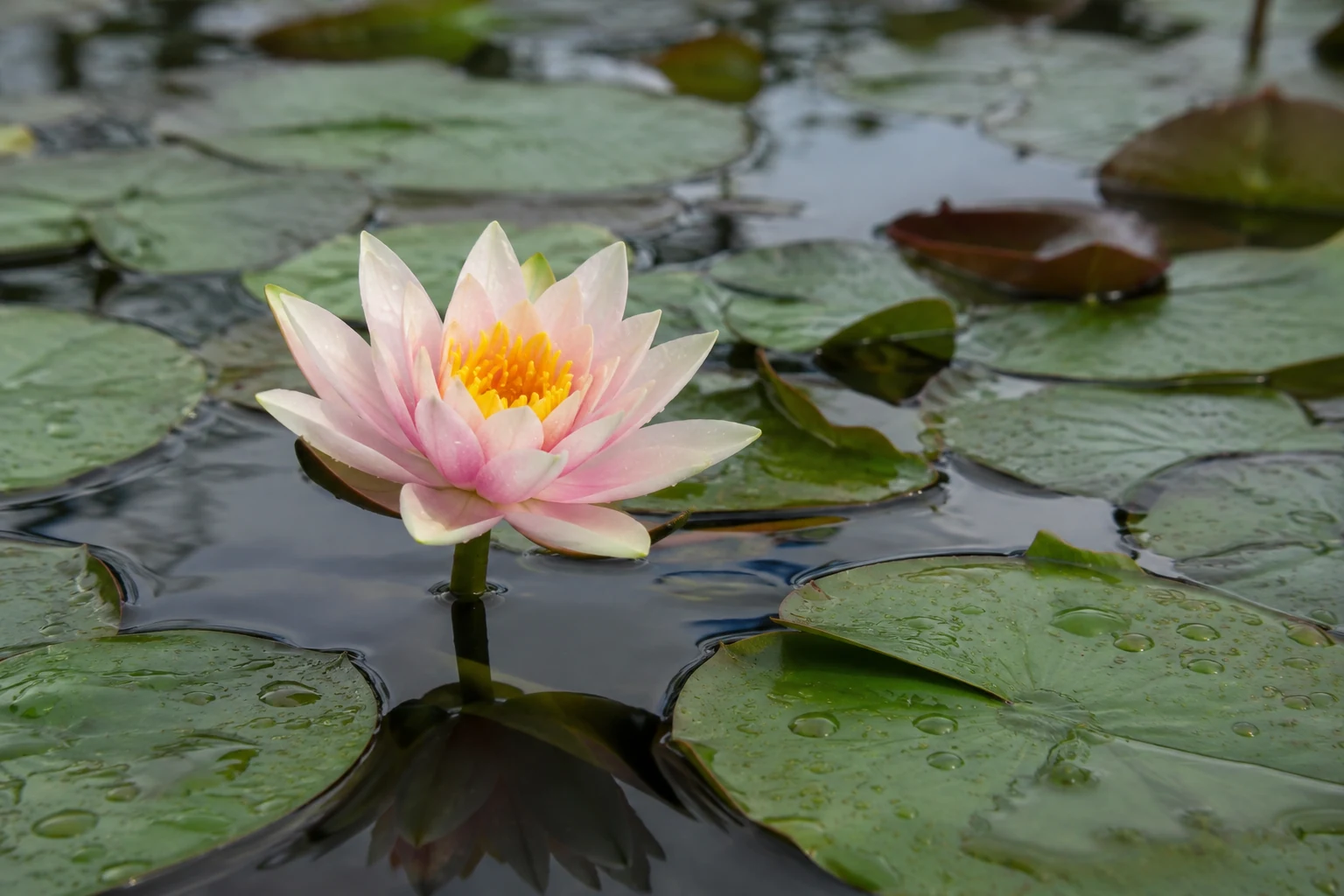 Water lily flower surrounded by floating leaves on a pond.