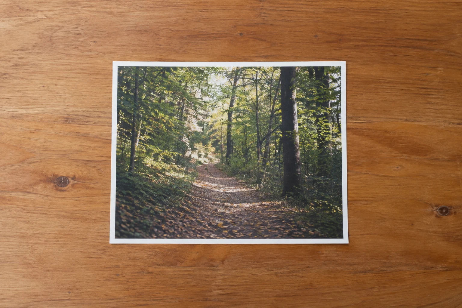 An unframed paper photograph of a wooded path lying on a clear table.